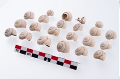 Foto von Schneckengehäuse (NHMW-PRAE-003427)